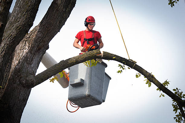 Trusted Kachina Village, AZ Tree Services Experts